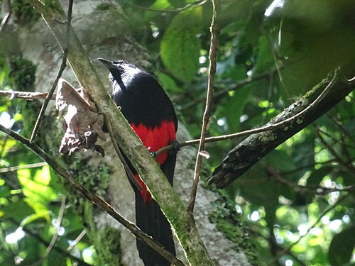 Red-bellied Grackle (Hypopyrrhus pyrohypogaster), photo 4