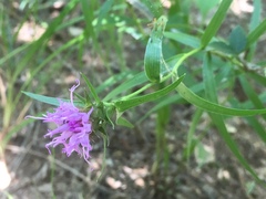 Liatris compacta