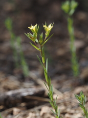 Linum strictum strictum