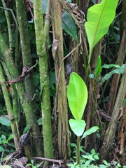 Pheugopedius sclateri