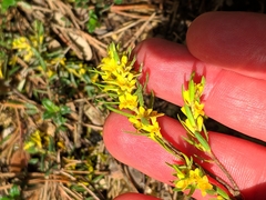 Thymelaea ruizii