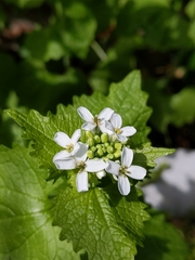 Alliaria petiolata