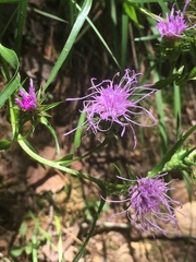 Liatris compacta