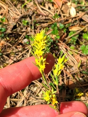 Thymelaea ruizii
