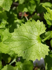 Alliaria petiolata