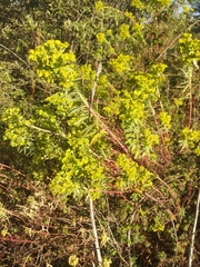 Euphorbia esuliformis