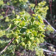 Euphorbia esuliformis