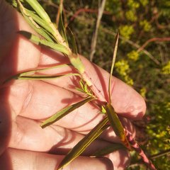 Euphorbia esuliformis