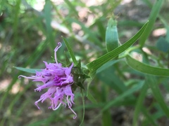 Liatris compacta