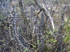 Quaqua mammillaris
