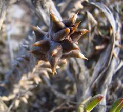 Quaqua mammillaris