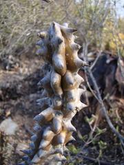 Quaqua mammillaris