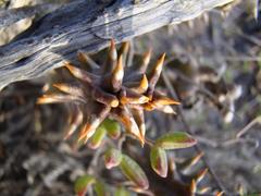 Quaqua mammillaris