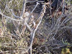 Quaqua mammillaris