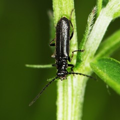 Cantharis tuberculata
