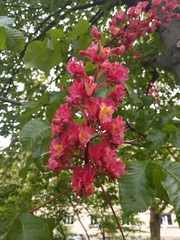 Aesculus × carnea