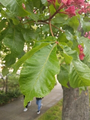 Aesculus × carnea