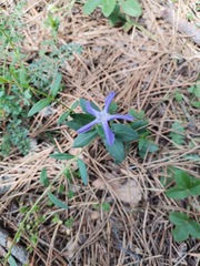Vinca herbacea