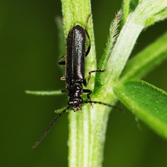 Cantharis tuberculata