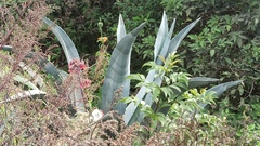 Agave cordillerensis
