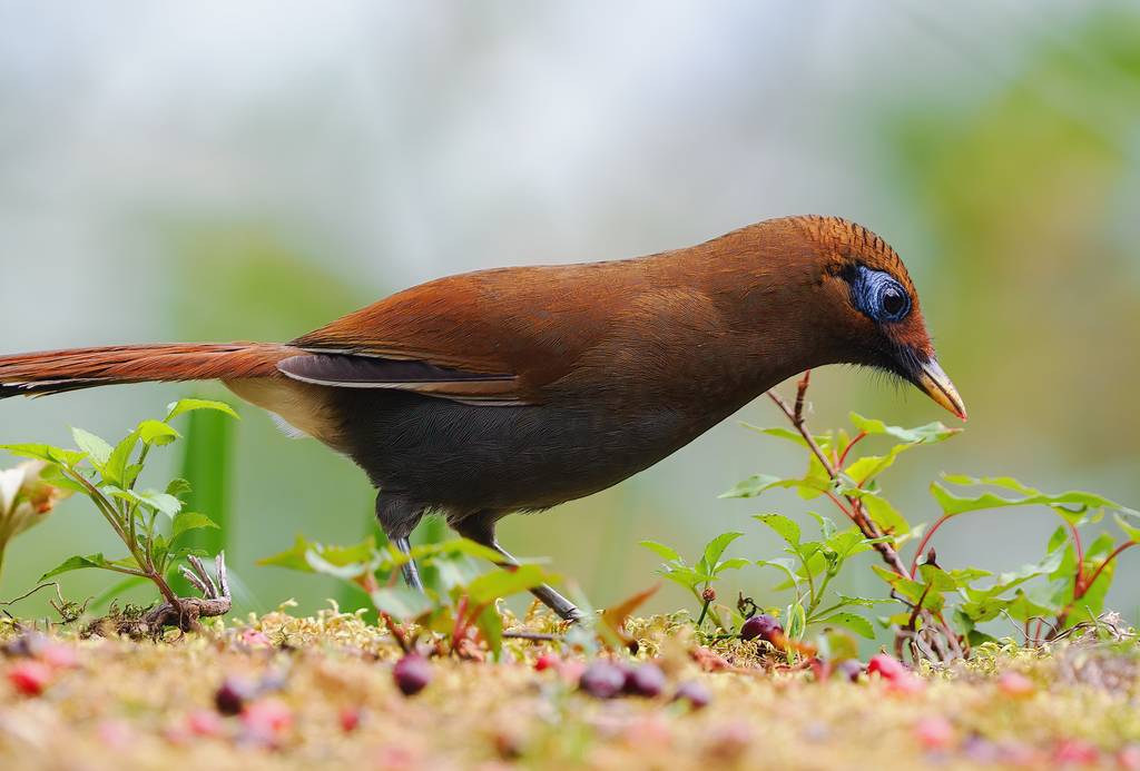 Rusty Laughingthrush photo