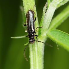 Cantharis tuberculata