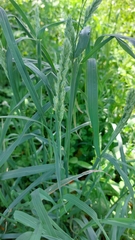 Phalaris minor