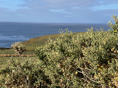 Brickellia peninsularis