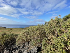 Brickellia peninsularis