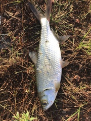 Megalops cyprinoides