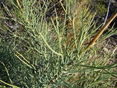 Anginon swellendamense