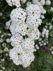Spiraea cantoniensis
