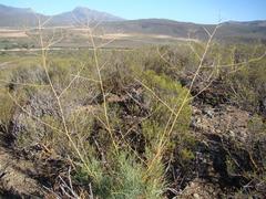 Anginon swellendamense