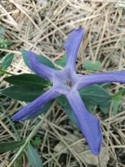 Vinca herbacea