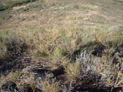 Anginon swellendamense