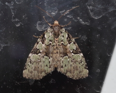 Leuconycta lepidula