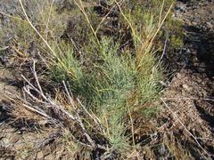 Anginon swellendamense