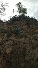 Agave cordillerensis