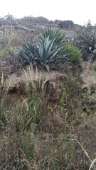 Agave cordillerensis