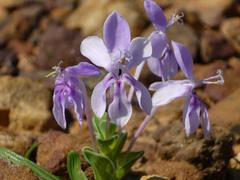 Lapeirousia pyramidalis pyramidalis