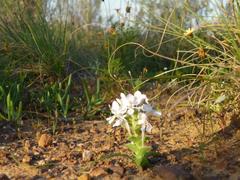 Lapeirousia pyramidalis pyramidalis
