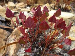 Pelargonium setulosum