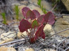 Pelargonium setulosum