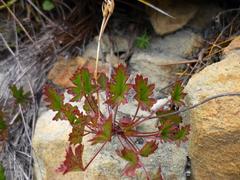 Pelargonium setulosum