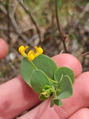 Coronilla scorpioides