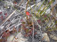 Pelargonium setulosum