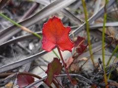 Pelargonium setulosum