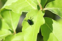 Cryptocephalus hyacinthinus