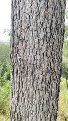 Corymbia clarksoniana