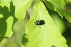 Cryptocephalus hyacinthinus